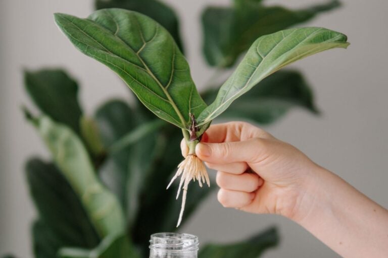 How to Propagate Fiddle Leaf Figs (Using 3 Methods)