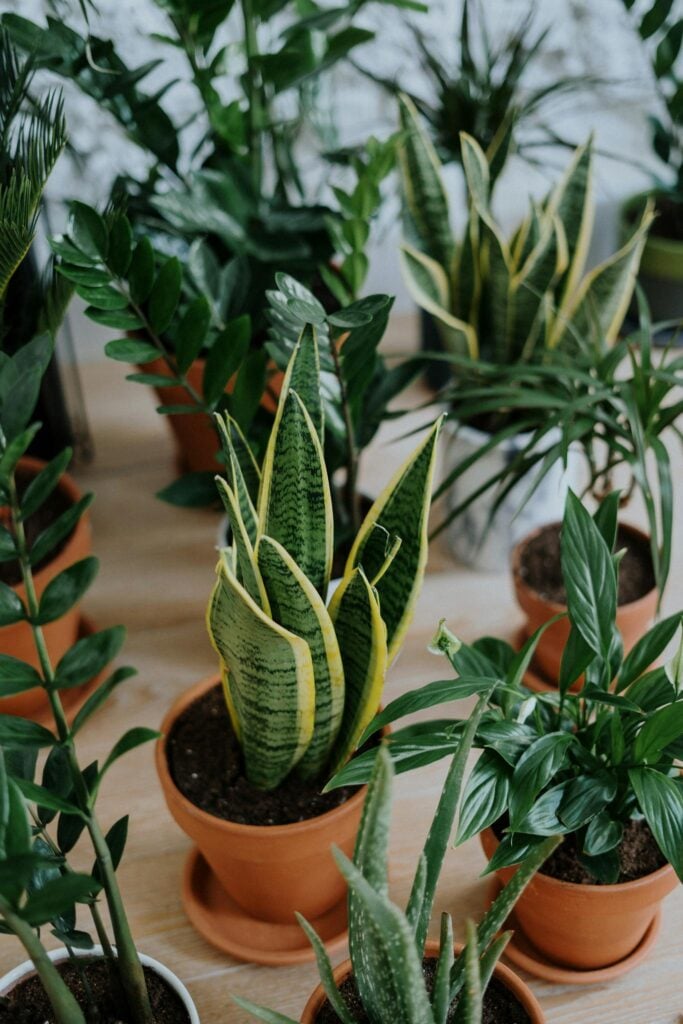 A collection of various indoor houseplants in terracotta pots on a wooden surface.