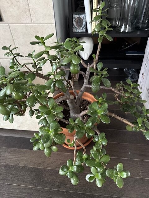 Q&A: White Spots on My Neighbor’s Jade Plant – Need Advice!