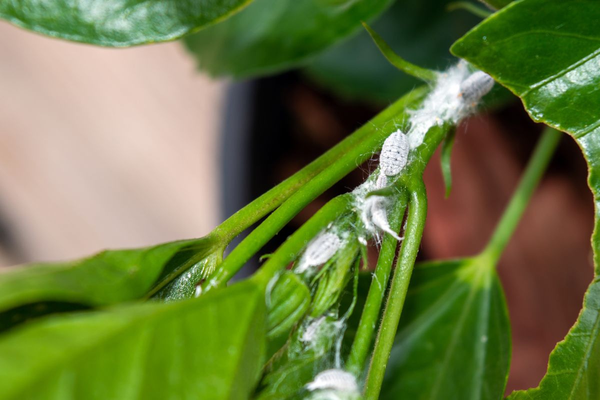 Identifying Mealybugs on Houseplants, & How to Treat Them – TheGrowingLeaf