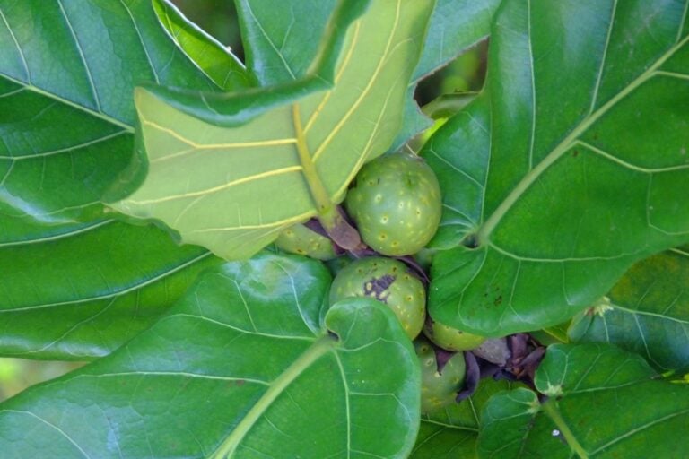 Fiddle Leaf Figs Flowers and Fruits: Indoor Guide