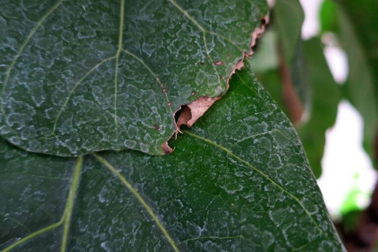 Holes or Cracks on Fiddle Leaf Fig Leaves: Causes & Fixes