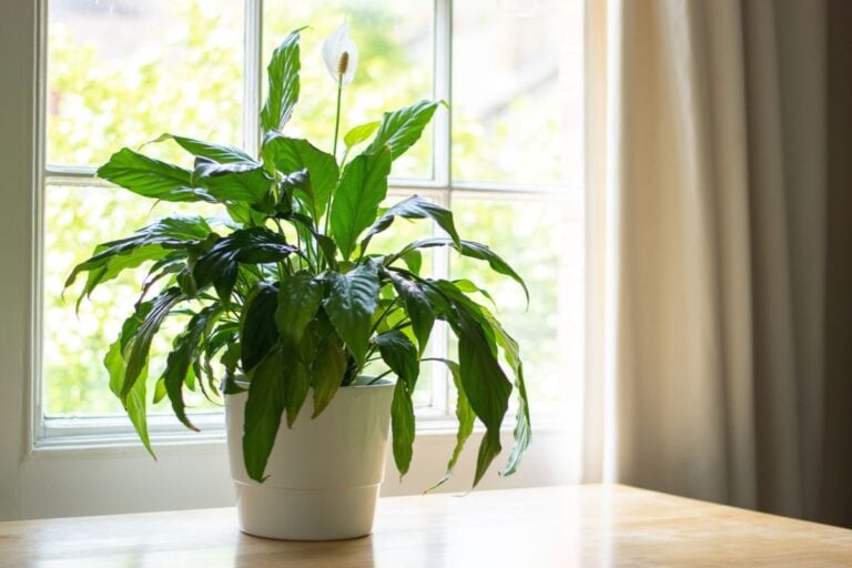 How to Plant, Grow, and Care for Peace Lilies