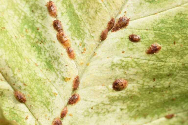 Identifying Scale Insects on Houseplants & Management