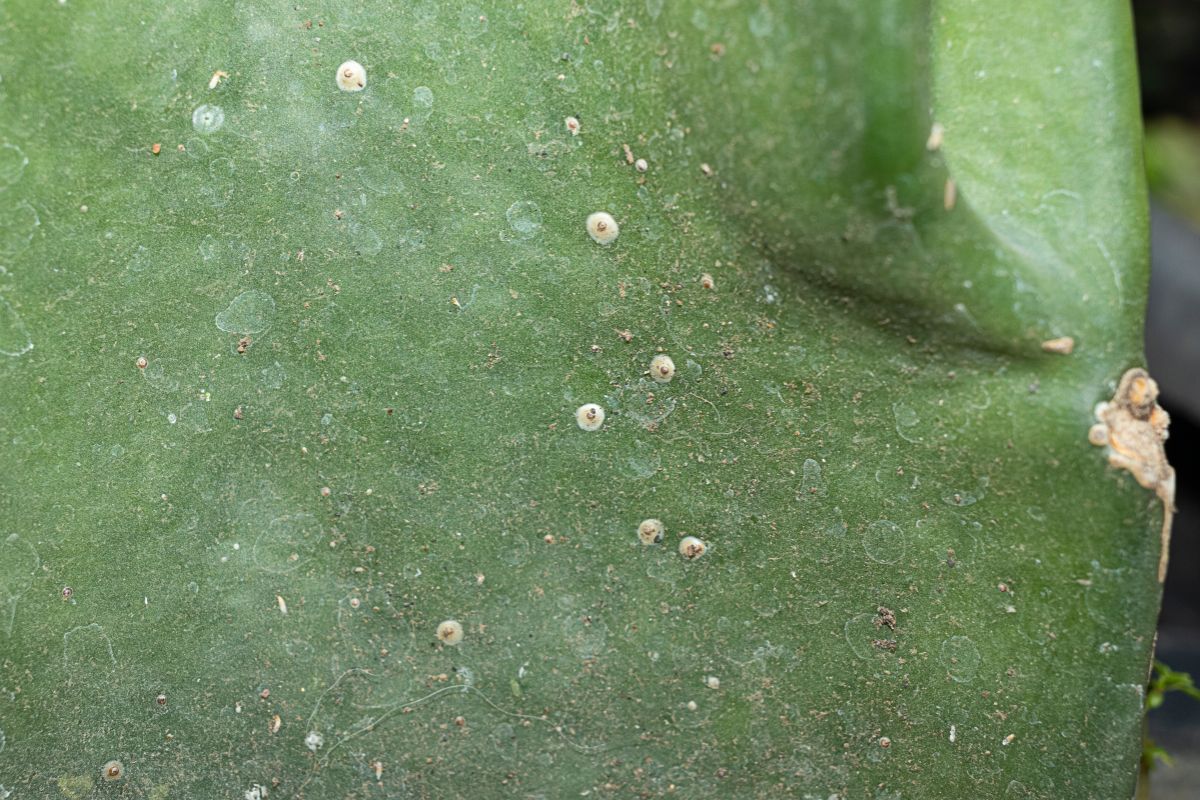 Identifying Scale Insects on Houseplants & Management – TheGrowingLeaf