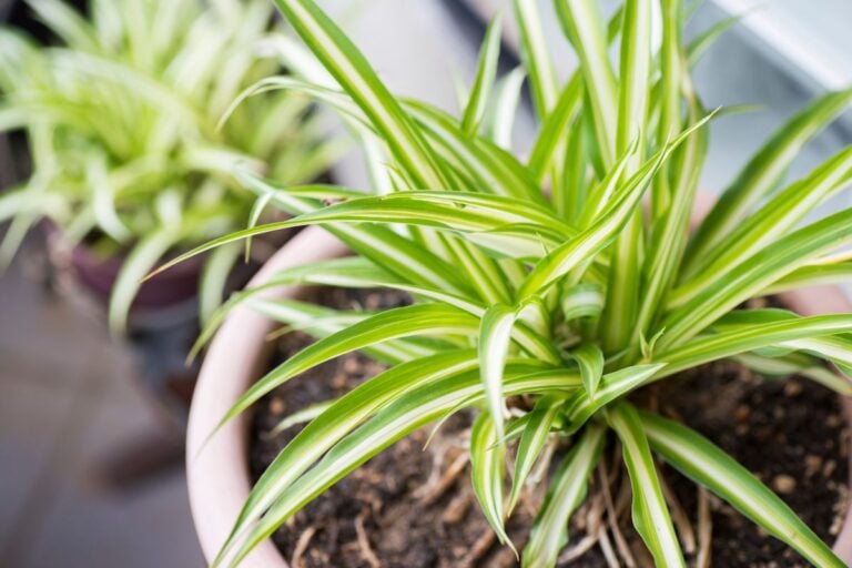 How to Plant, Grow, and Care for Spider Plants