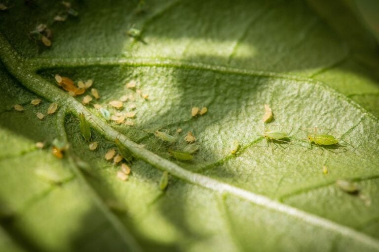 Aphid Identification & Control on Houseplants