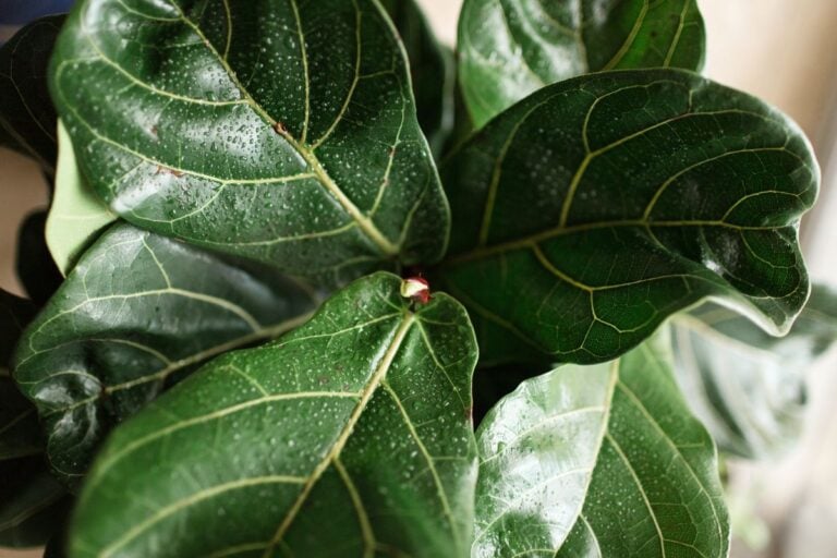 Humidity Requirements for Fiddle Leaf Figs Explained