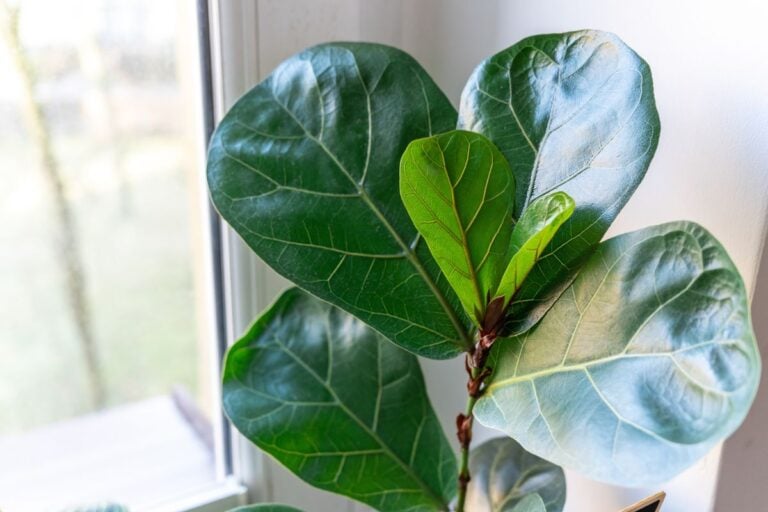 Light Requirements for Fiddle Leaf Figs Explained