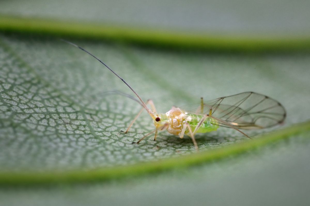 Winged Aphi Aphid Identification & Control on Houseplants – TheGrowingLeaf
