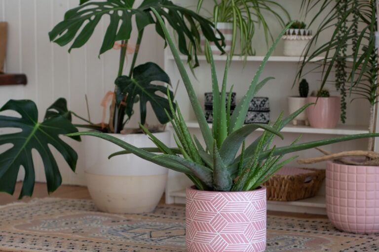 How to Plant, Grow, and Care for Aloe Vera