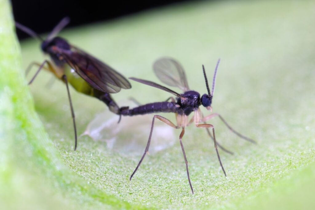 Identifying Fungus Gnats On Houseplants Management TheGrowingLeaf Identifying Fungus Gnats On Houseplants Management TheGrowingLeaf