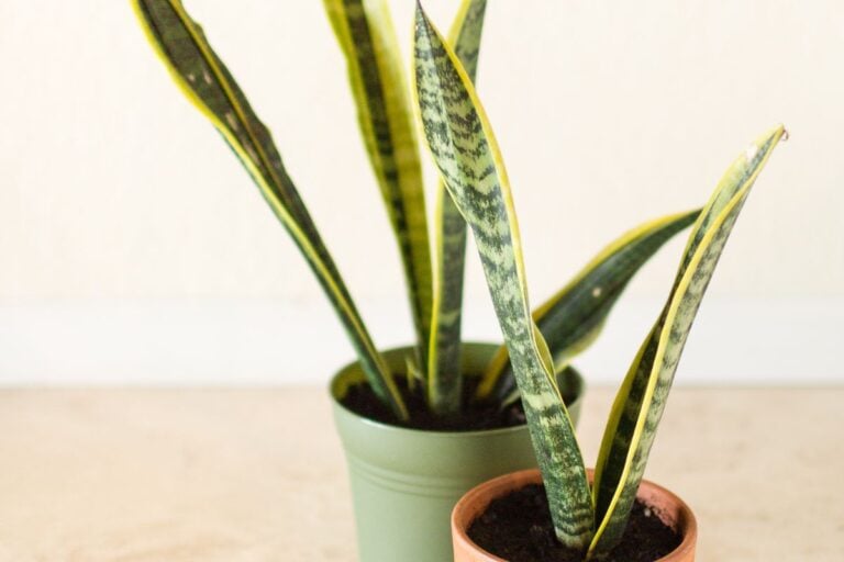 16 Common Problems With Snake Plants (and How to Fix Them)