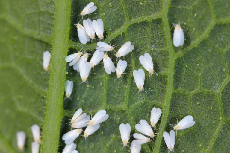 Whitefly Identification & Control on Houseplants