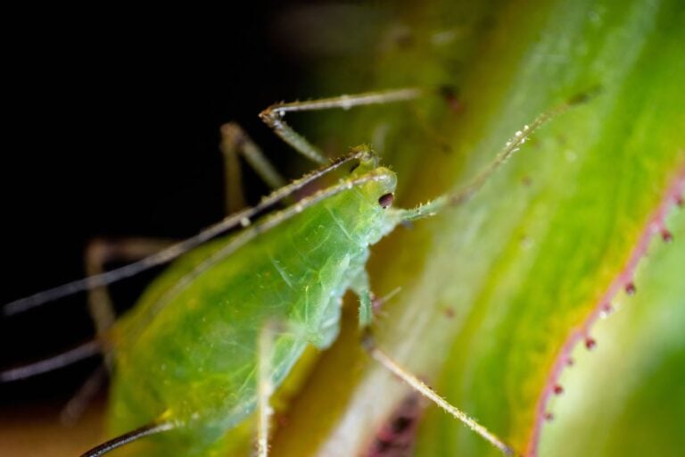 7 Common Pests on Houseplants & How to Spot and Manage Them