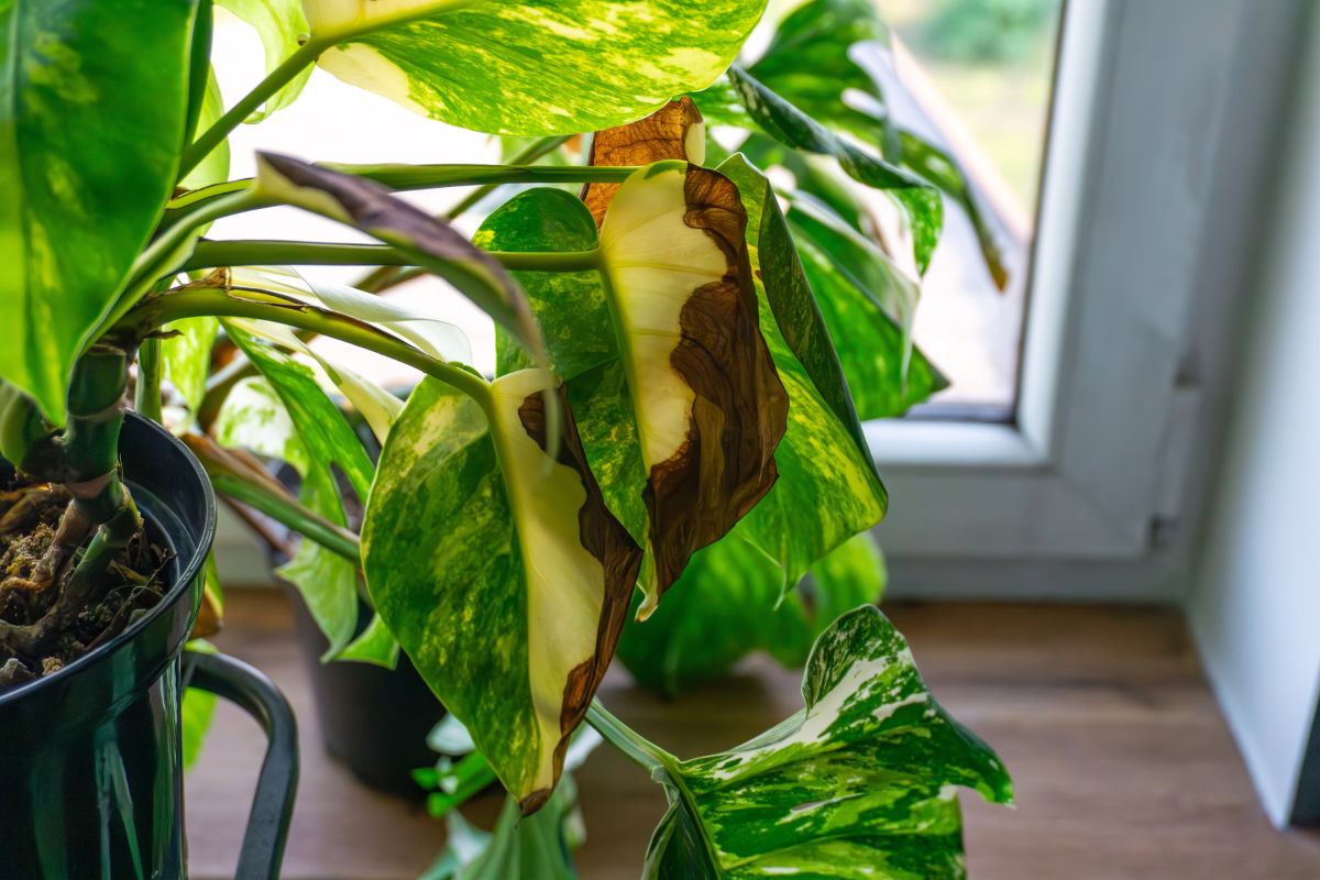 Photo inspiration: Houseplant Light Requirements From Low Light To Direct Sun Photo Inspiration