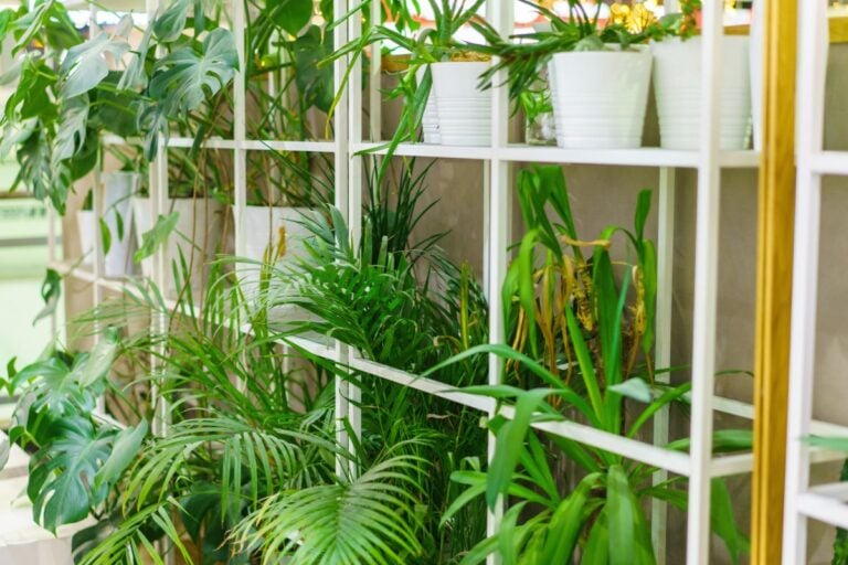 30 Common Low-Light Houseplants (Care Tips & Essentials)