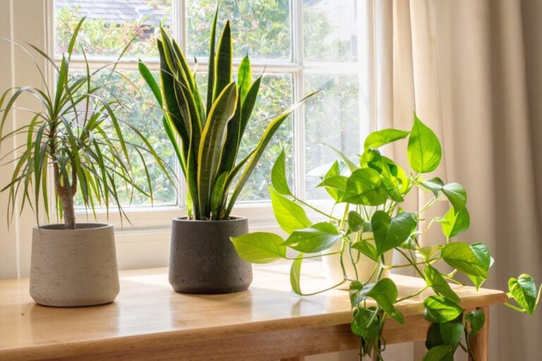 Houseplant Light Requirements: From Low Light to Direct Sun